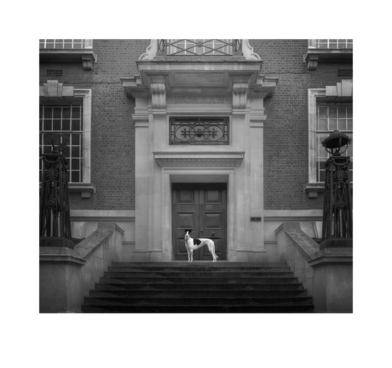 Greyhounds of London V