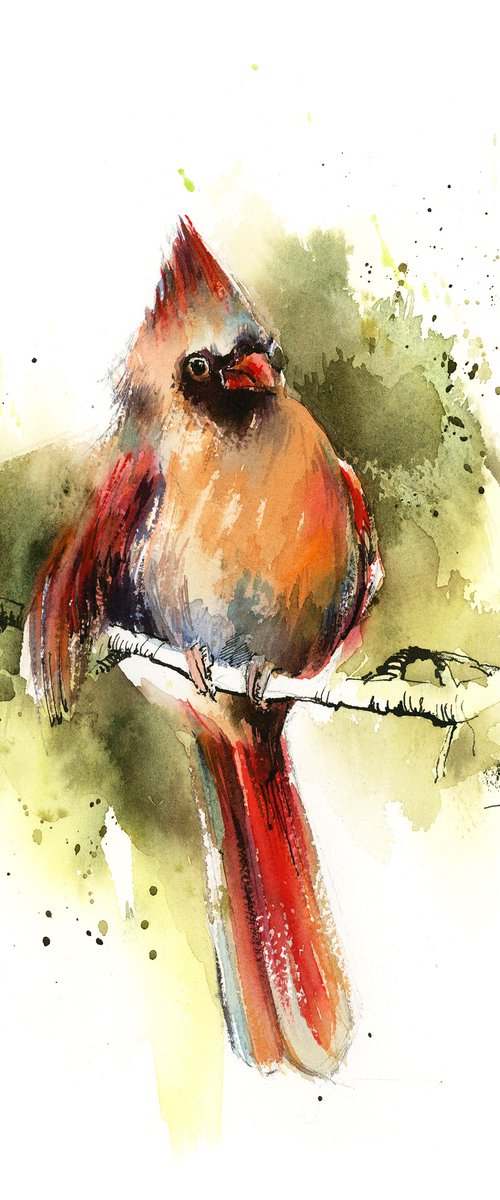 Northern Cardinal Bird by Sophie Rodionov