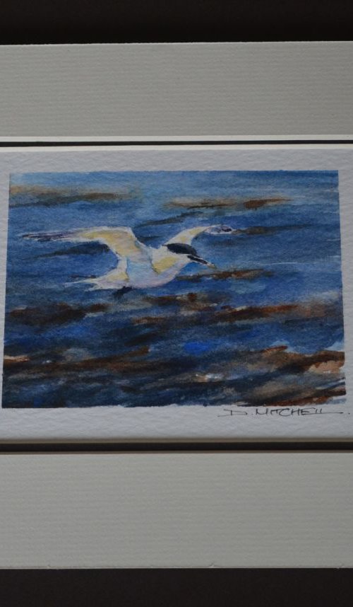 Tern Over Wetland, Study by Denise Mitchell