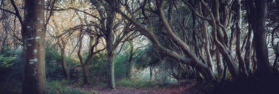 Twisted Beeches in Autumn