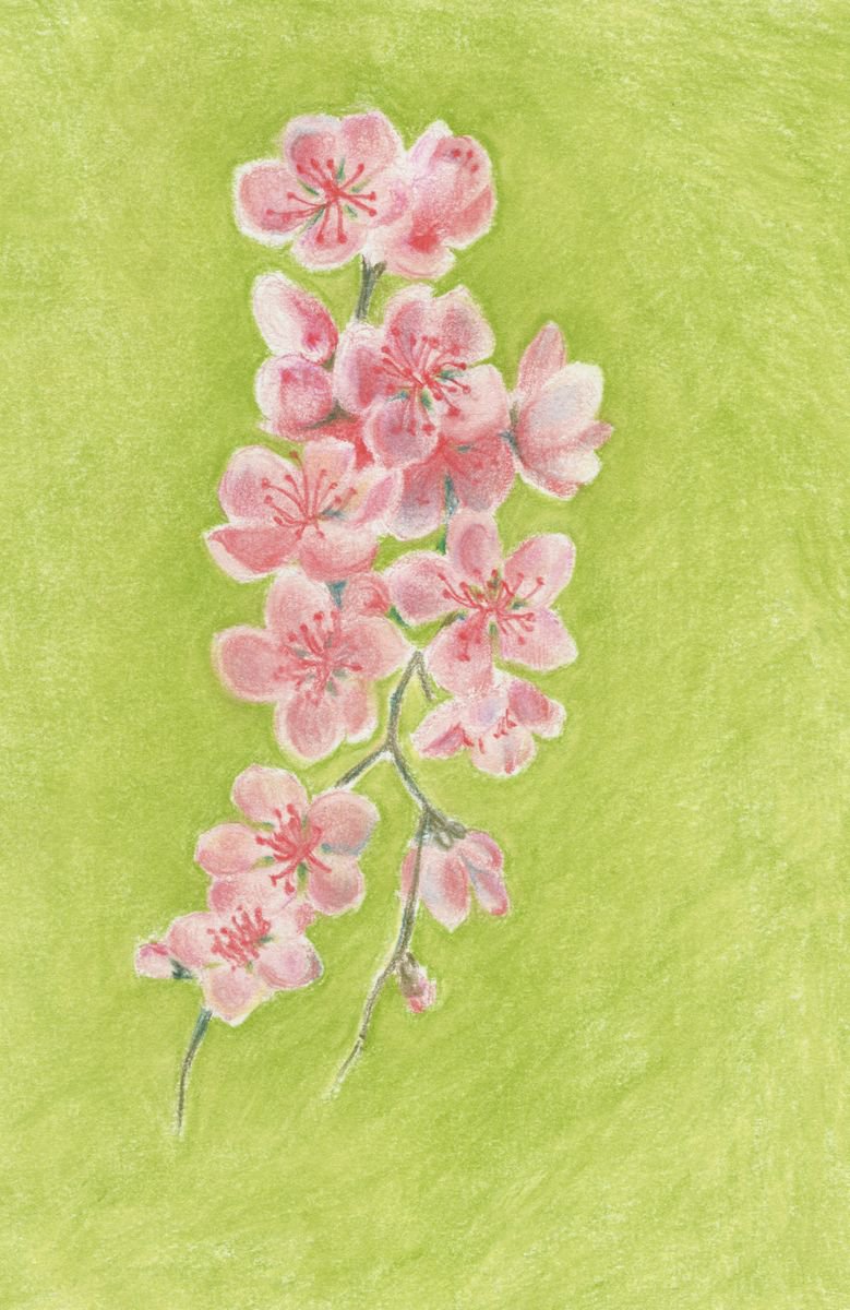Cherry Blossom Pastel on Paper by Charlotte Williams