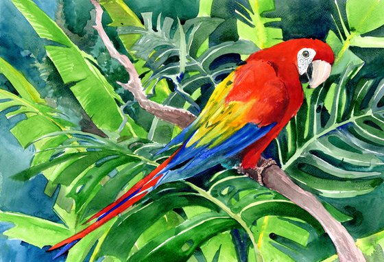 Scarlet Macaw in the Jungle