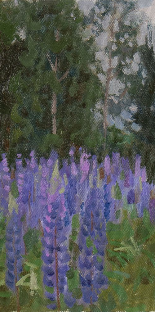 Lupine Meadow by Alexey Pleshkov