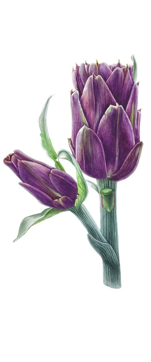 Artichoke Painting by Yuliia Prokopchuk
