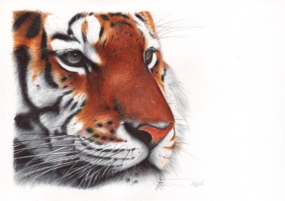 Tiger - Animal Portrait