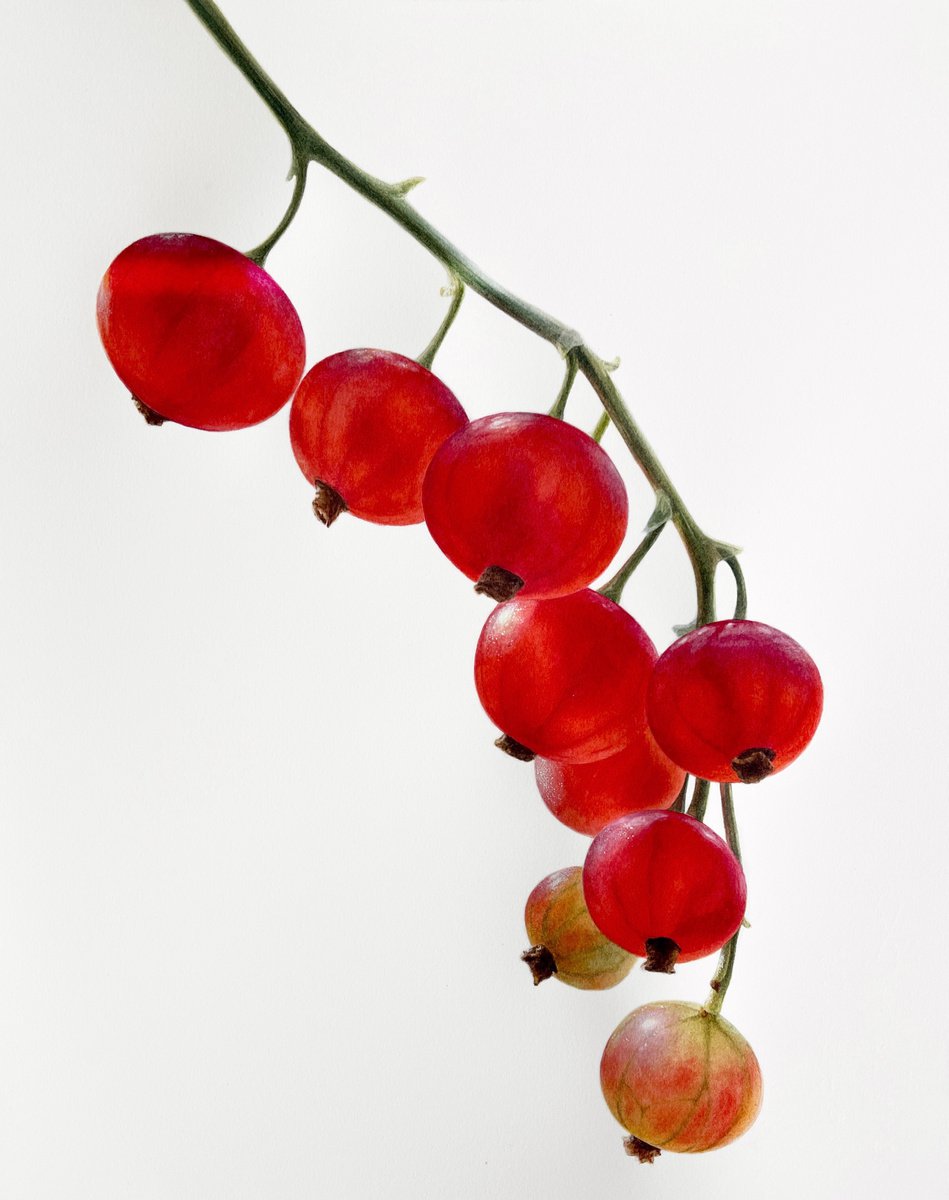 Juicy red currant 28x36 cm (2021) original botanical art by Alisa Diakova