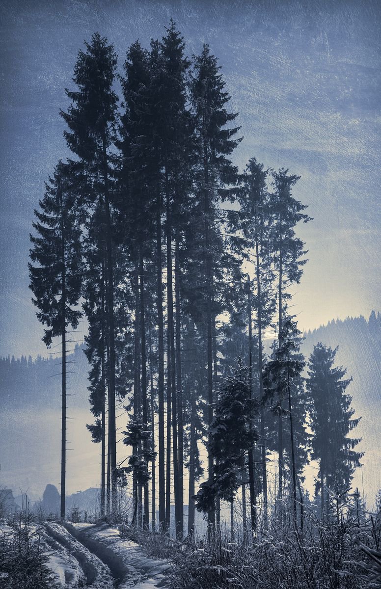 Pine-trees. by Valerix