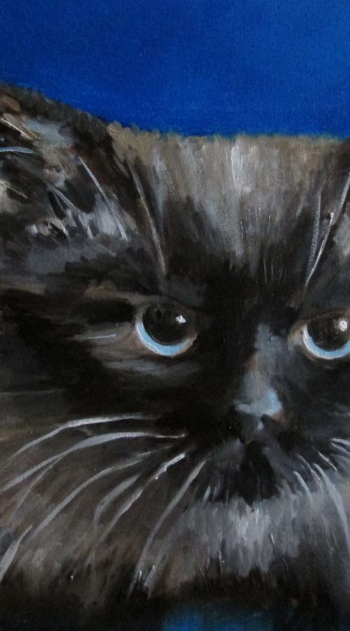 Wise cat by Oleh Rak