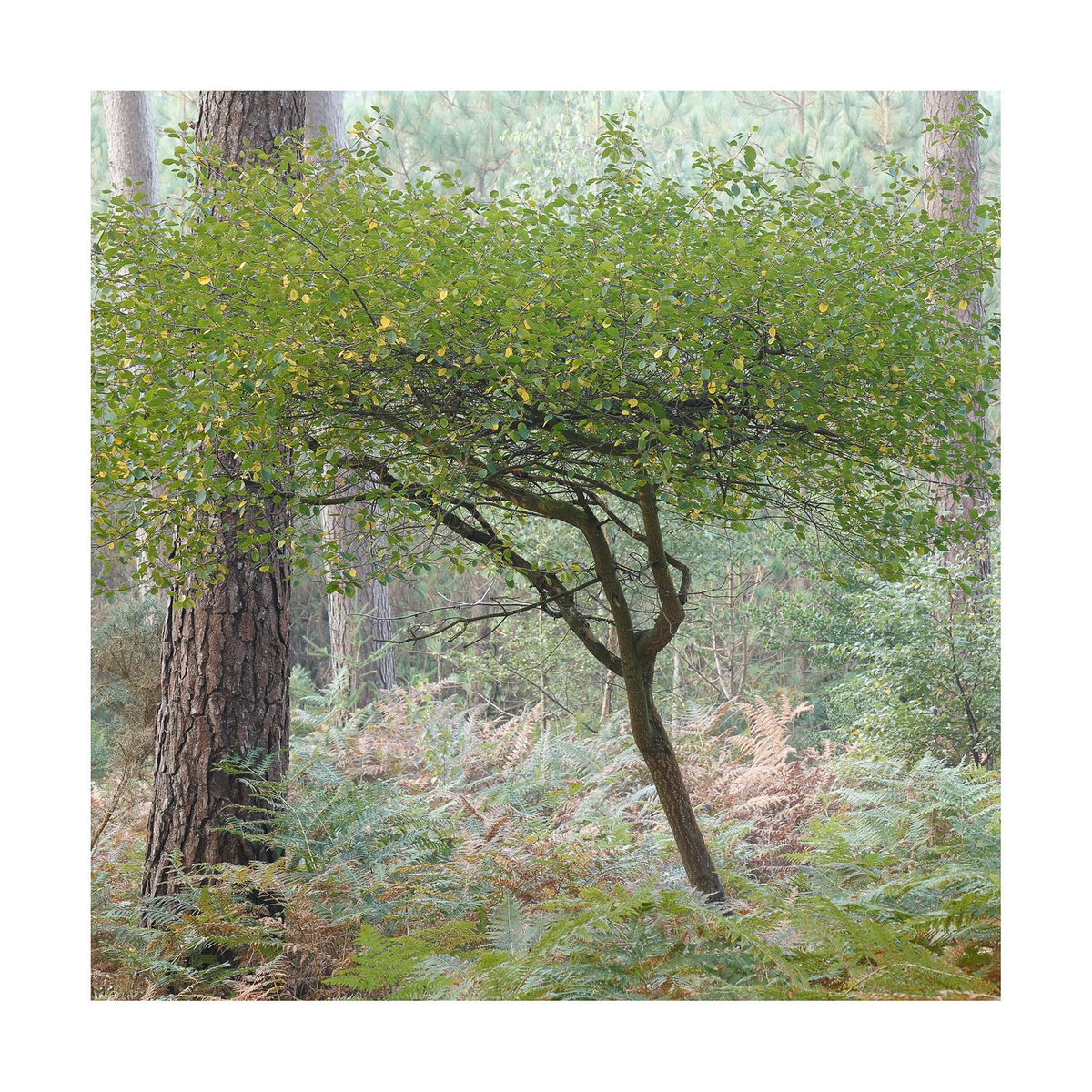 New Forest 2015-II by David Baker