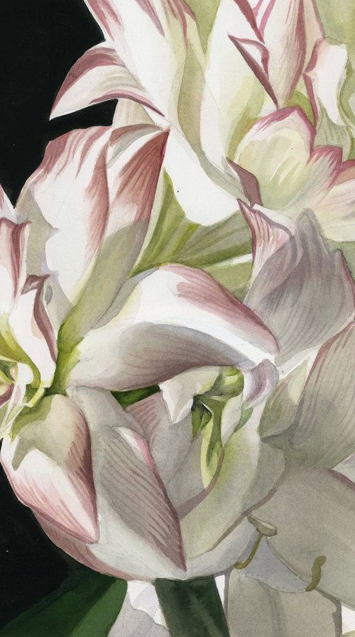 white amaryllis watercolor floral by Alfred  Ng