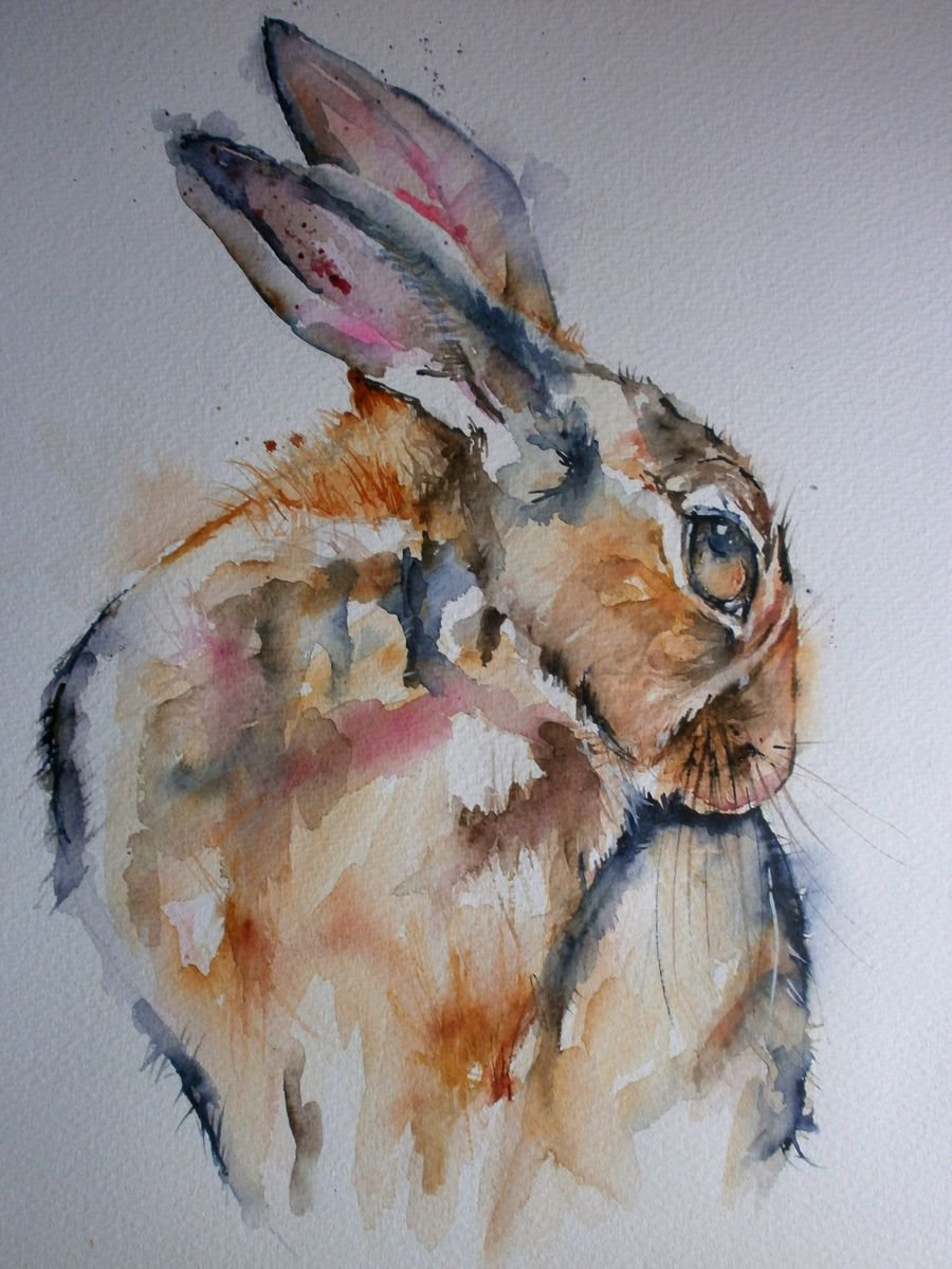 coy little bunny by Sue Green