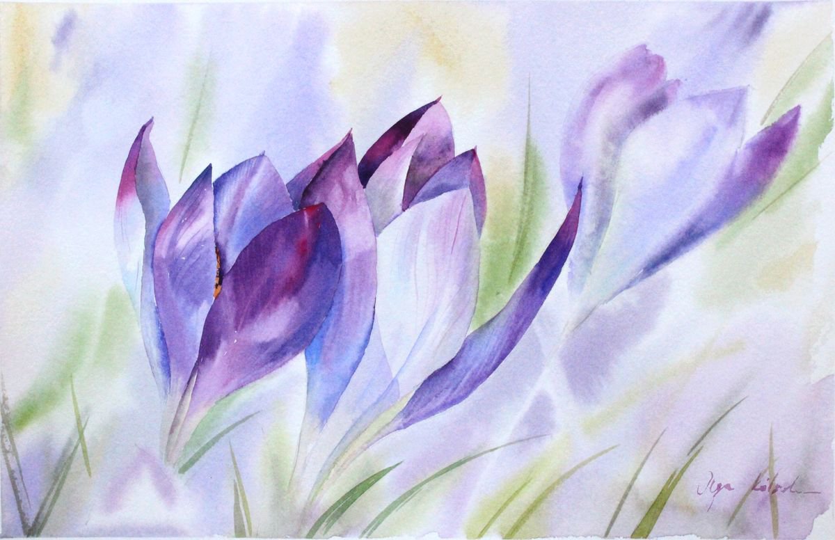 Purple Crocus Bloom by Olga Koelsch