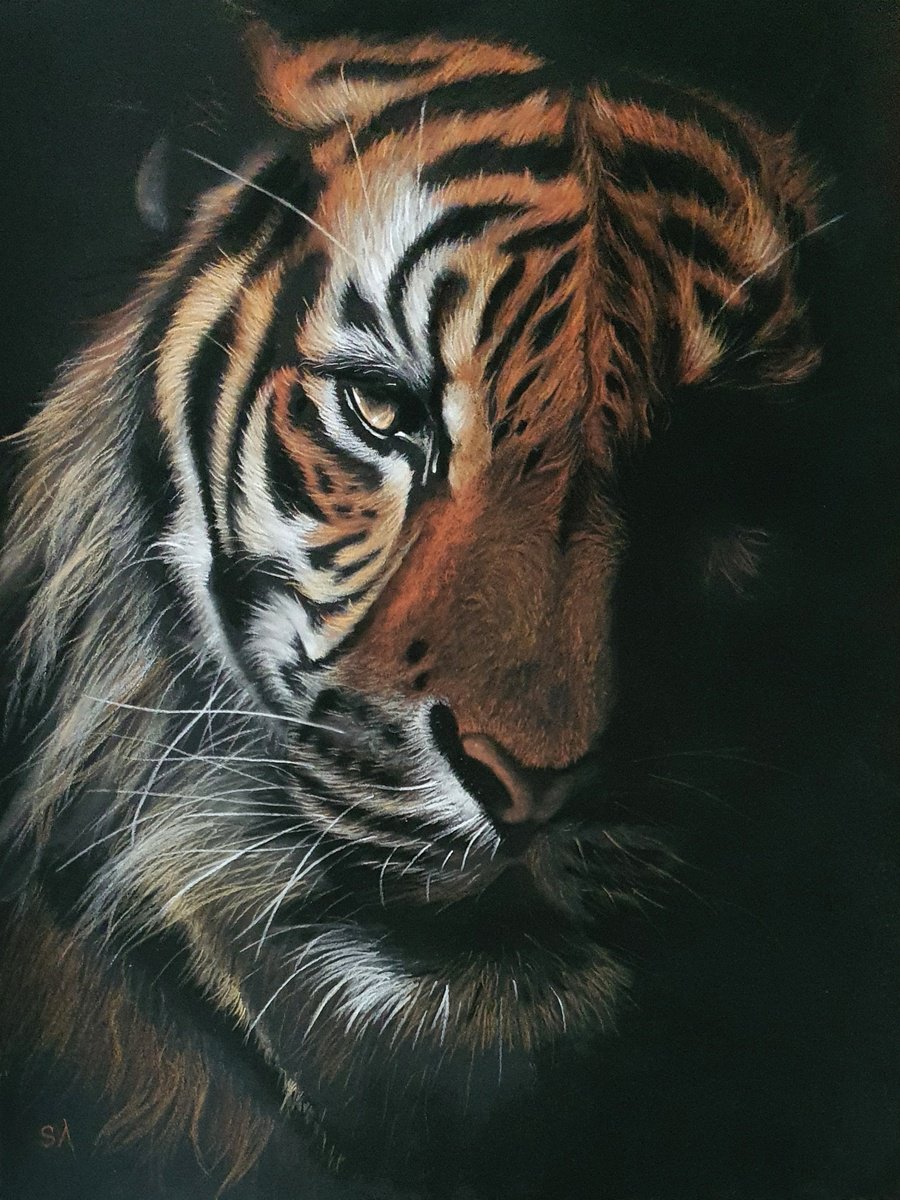 Tiger’s Gaze Vl by Sean Afford