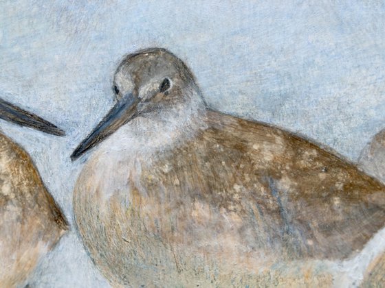 Wading Shorebirds