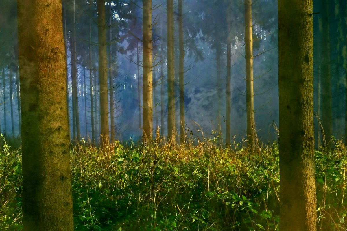 Close to Nature - Canvas 90 x 60 cm by Sandra Roeken