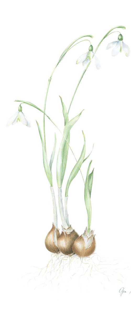 Snowdrops flowers by Olga Koelsch
