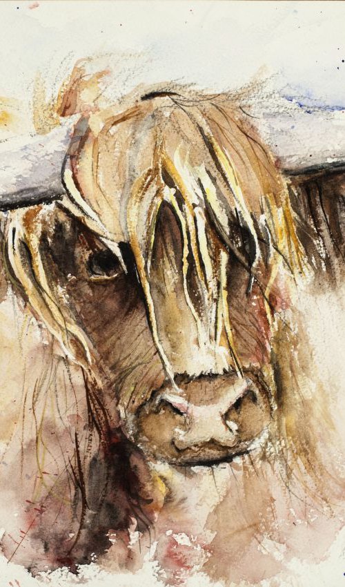 Highland Cow by Tomasz Mikutel