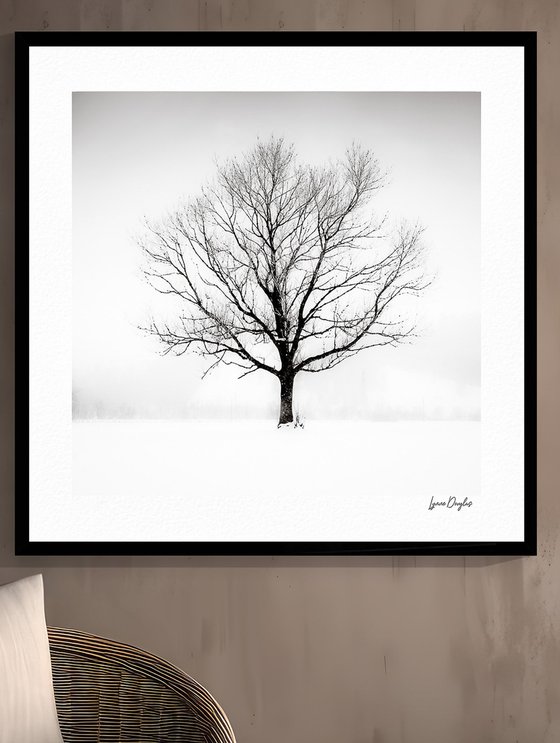 Solitude in White