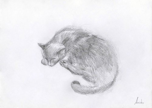 Cat Study 5 by MK Anisko