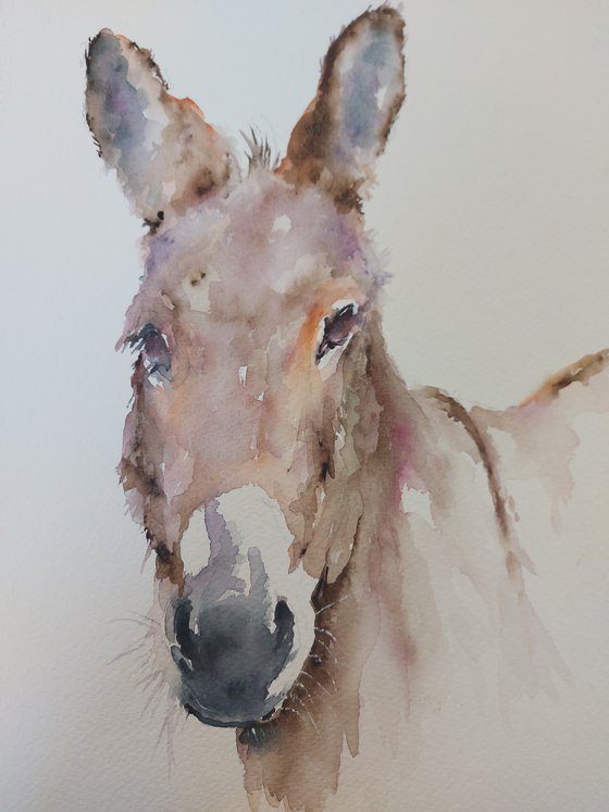 Donkey portrait