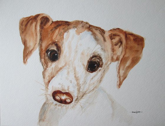 Cute Jack Russell Puppy Dog
