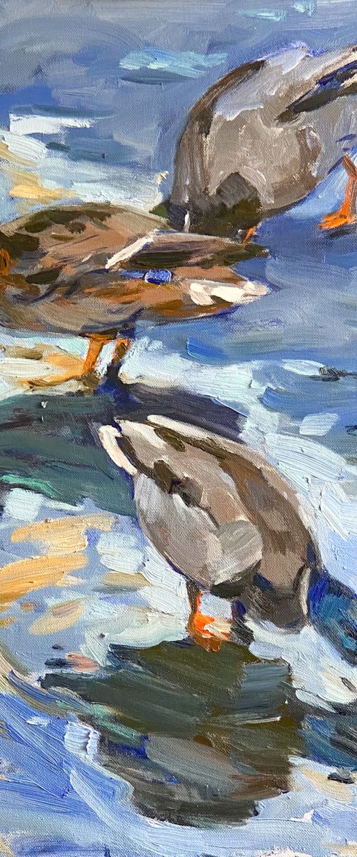 Ducks on ice pond by Nataliia Nosyk