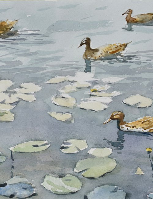 Ducks by Goran Žigolić Watercolors