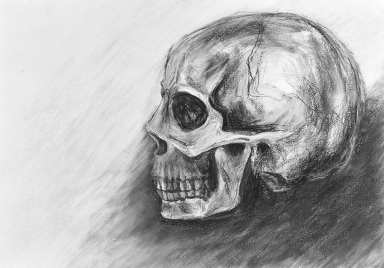 Skull Sketch Profile