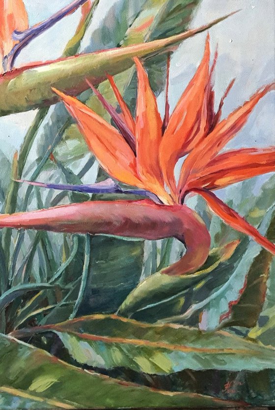 Birds of Paradise