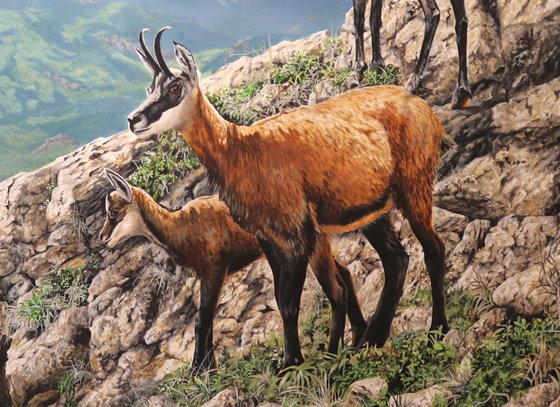 Izards des Pyrénées