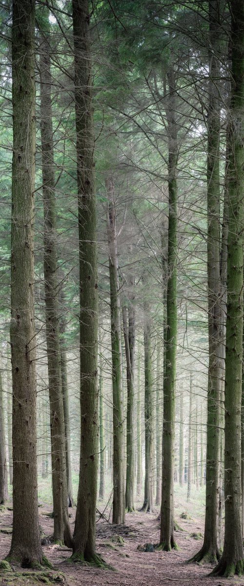 Pine Woodland by Paul Nash