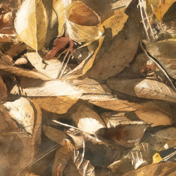 Fallen Leaves in Sunlight