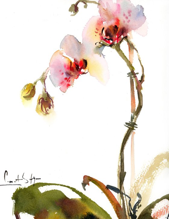 Orchids