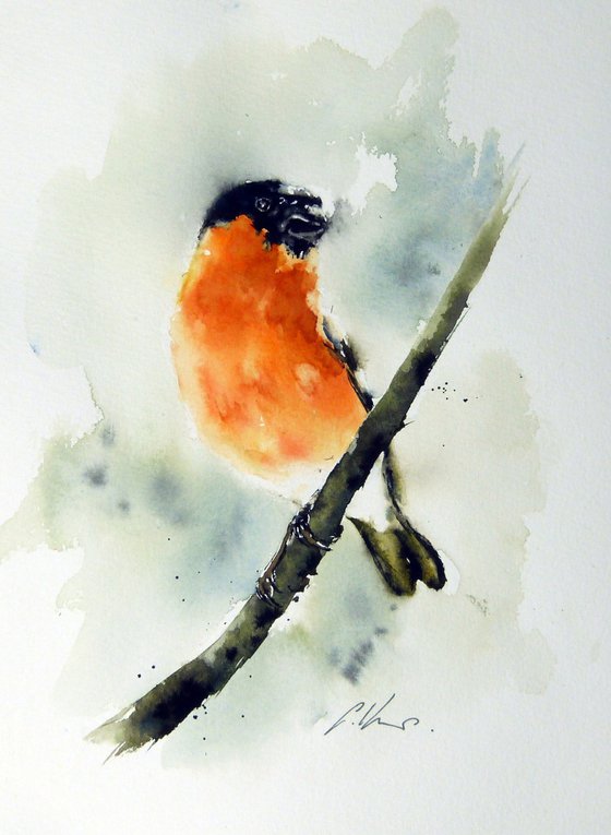 Bullfinch