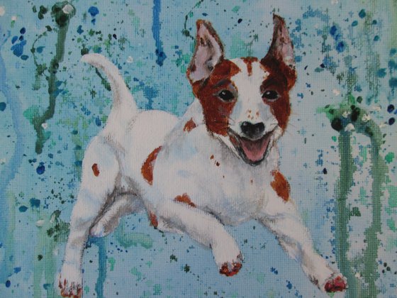 Jack Russell Terrier Puppy