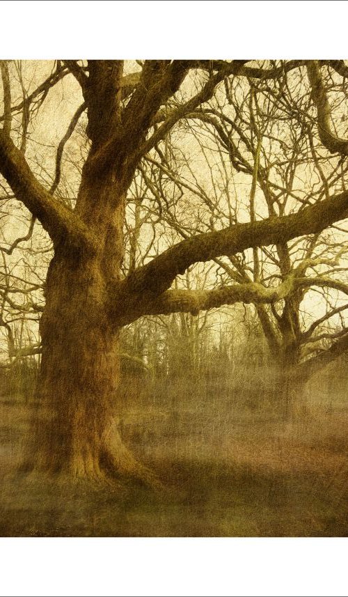 Trees in the mist by Martin  Fry