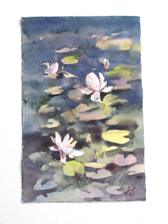 Water lilies, River flowers, White on dark blue