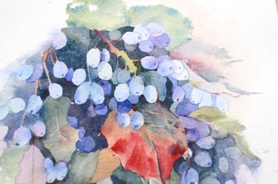 Berries, blue Magonia bush