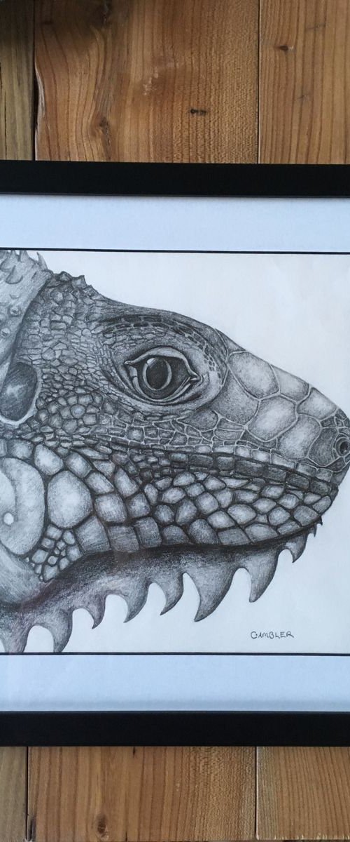 Green Iguana - Framed Drawing by Charlotte Ambler