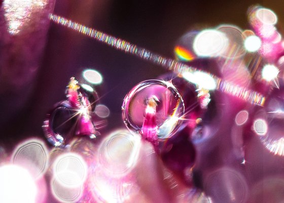 Purple Dreams - Studio Edition