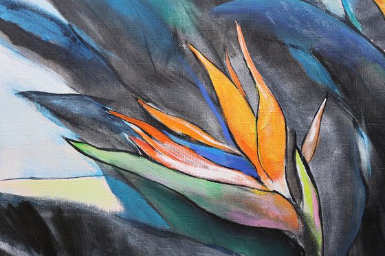 Strelitzia. Bird of Paradise.
