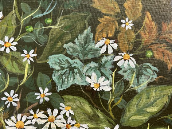 Daisies of the Forest