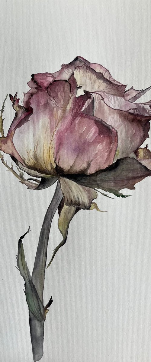 Pink Rose Pastel by Myroslava Denysyuk