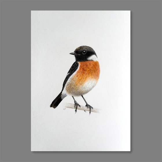 Stonechat