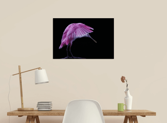 Spoonbill and wings