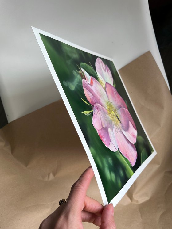 Pink hybrid rose Dog-rose