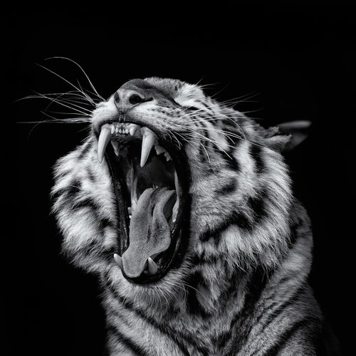 Siberian Tiger Roaring by Paul Nash