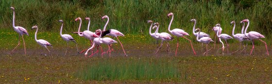 Los Flamingos
