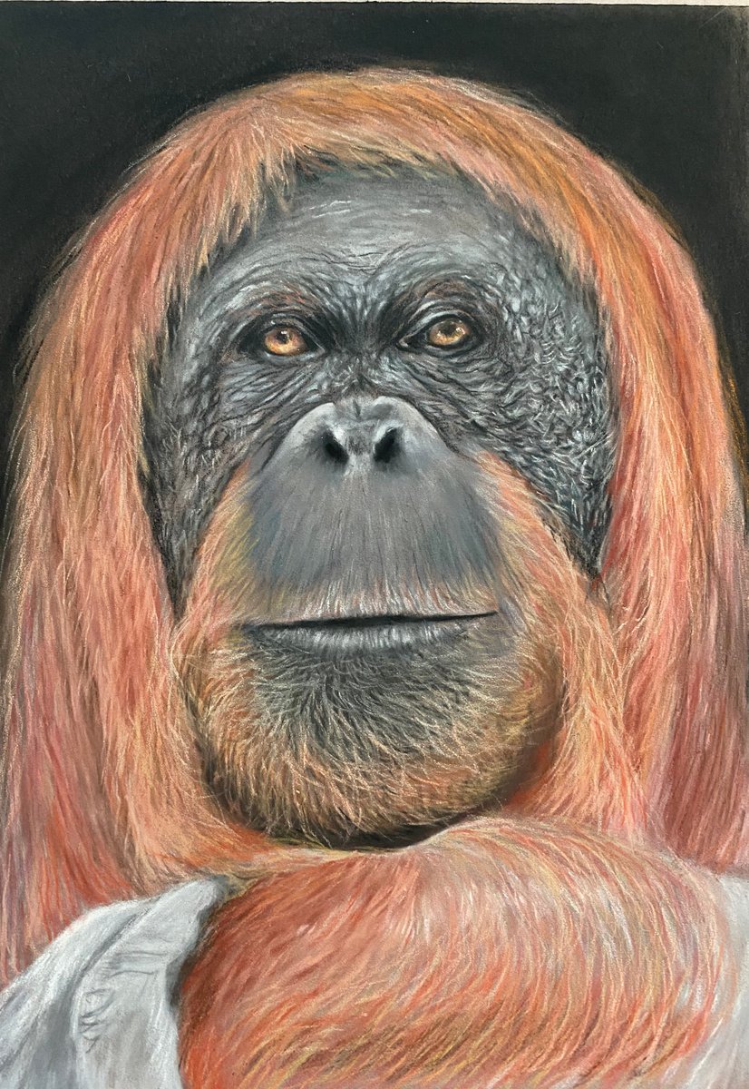 Orangutan by Maxine Taylor