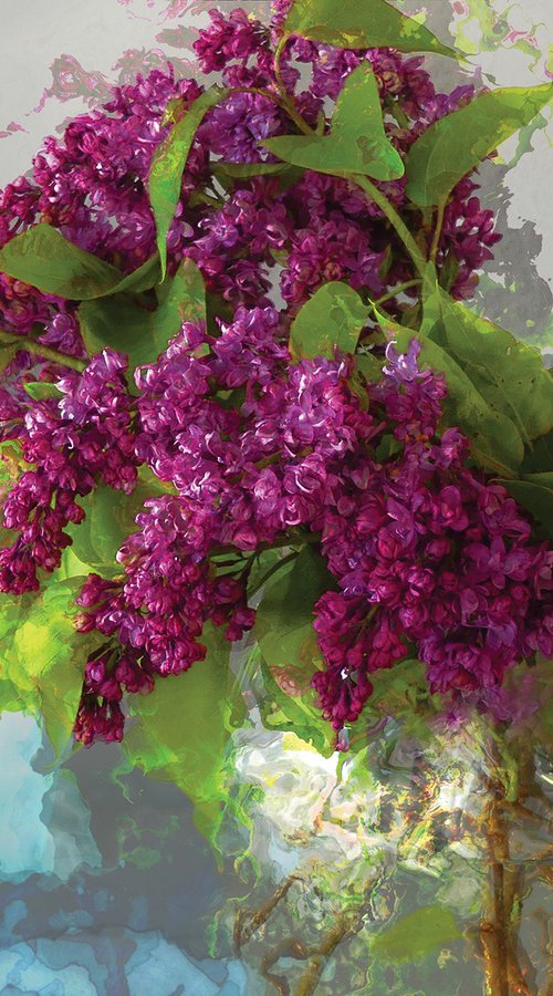 Lilas by Javier Diaz